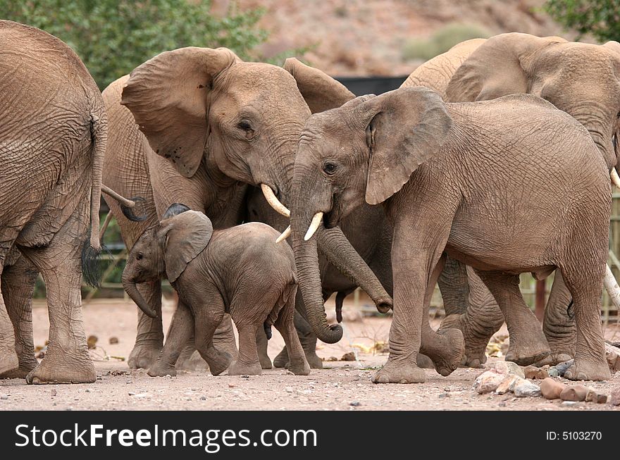 Desert Elephants In Twyfelfontein Camp