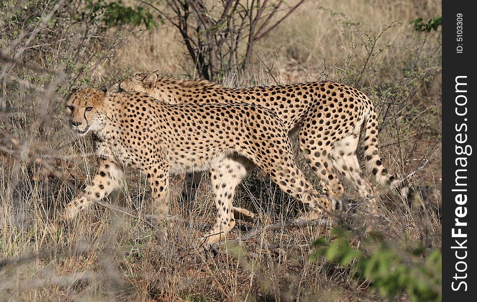 Cheetah (Acinonyx jubatus) curiously looking at camera. Etosha national park. Namibia. Cheetah (Acinonyx jubatus) curiously looking at camera. Etosha national park. Namibia