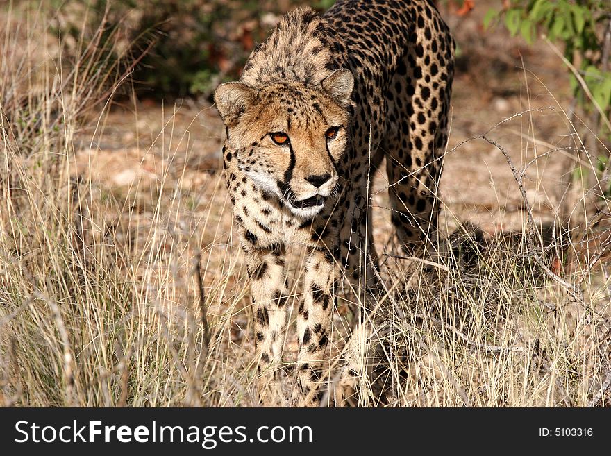 Cheetah (Acinonyx jubatus) curiously looking around. Etosha national park. Namibia. Cheetah (Acinonyx jubatus) curiously looking around. Etosha national park. Namibia