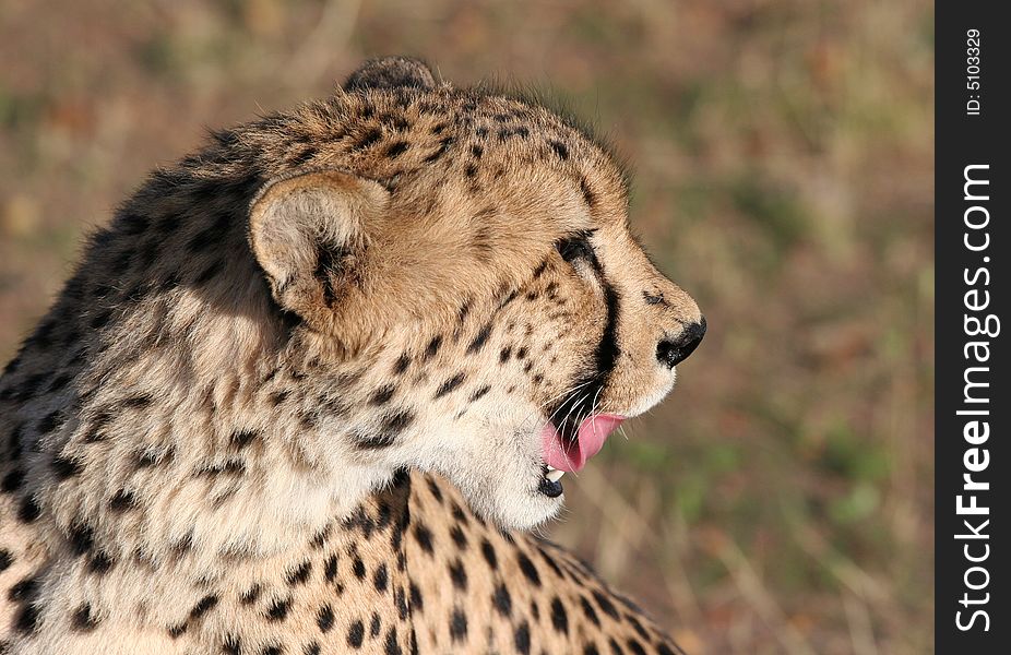 Close shot of a Cheetah (Acinonyx jubatus) licking around muzzle. Etosha national park. Namibia. Close shot of a Cheetah (Acinonyx jubatus) licking around muzzle. Etosha national park. Namibia