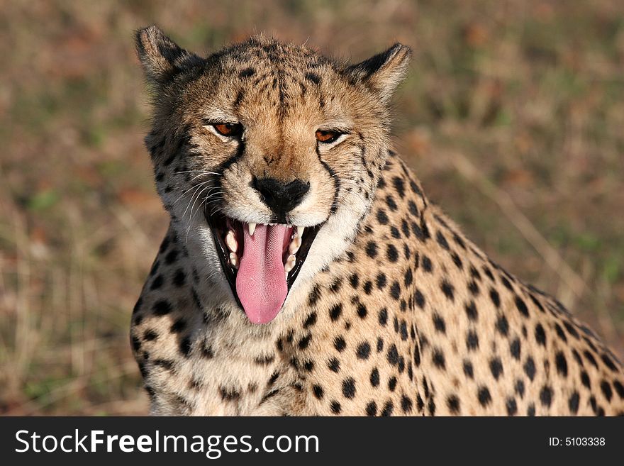 Close shot of a Cheetah (Acinonyx jubatus) with open muzzle, showing teeth and tongue. Etosha national park. Namibia. Close shot of a Cheetah (Acinonyx jubatus) with open muzzle, showing teeth and tongue. Etosha national park. Namibia