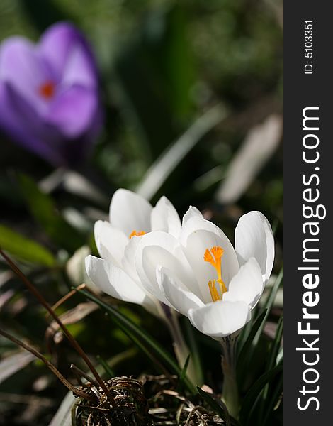 A close-up photo of crocus. Floral background.