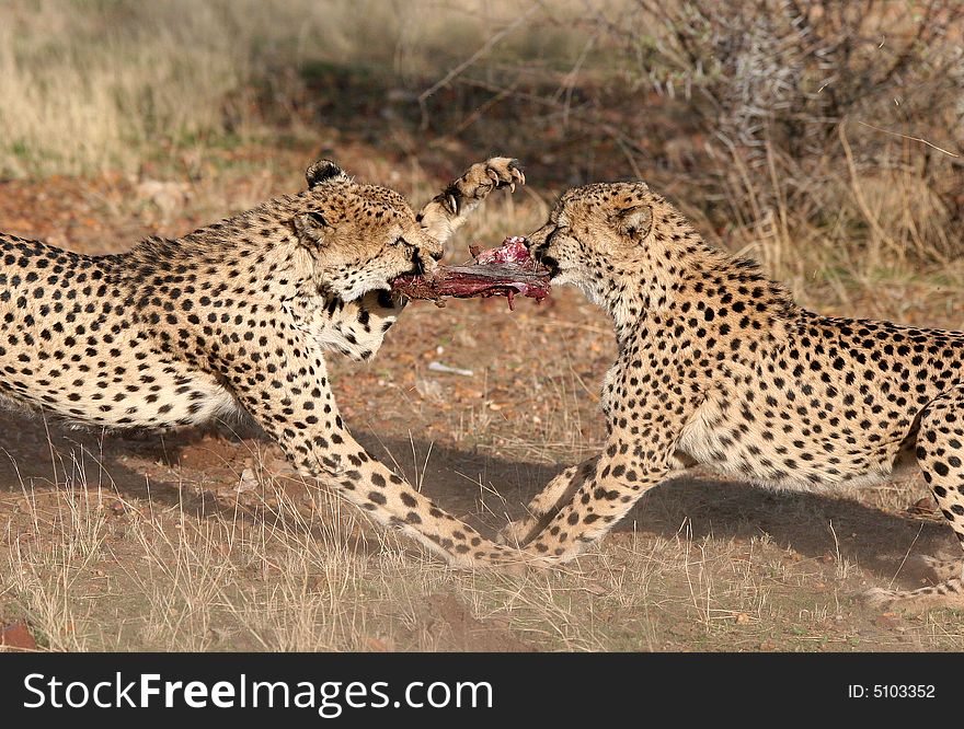 Cheetah (Acinonyx jubatus) fighting for best piece of meat. Etosha national park. Namibia. Cheetah (Acinonyx jubatus) fighting for best piece of meat. Etosha national park. Namibia