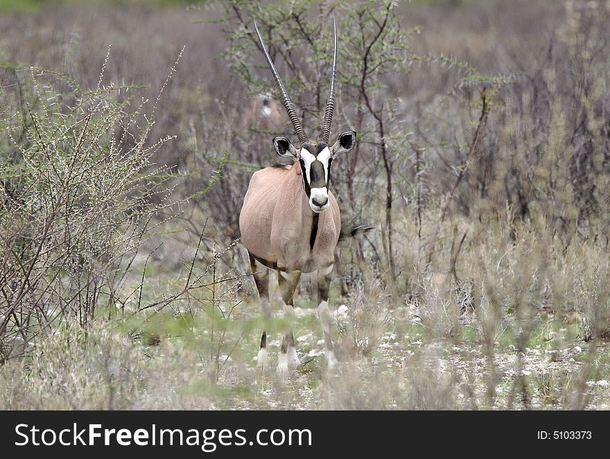 Curious oryx antelope in the african bushland looking at the camera. Namibia