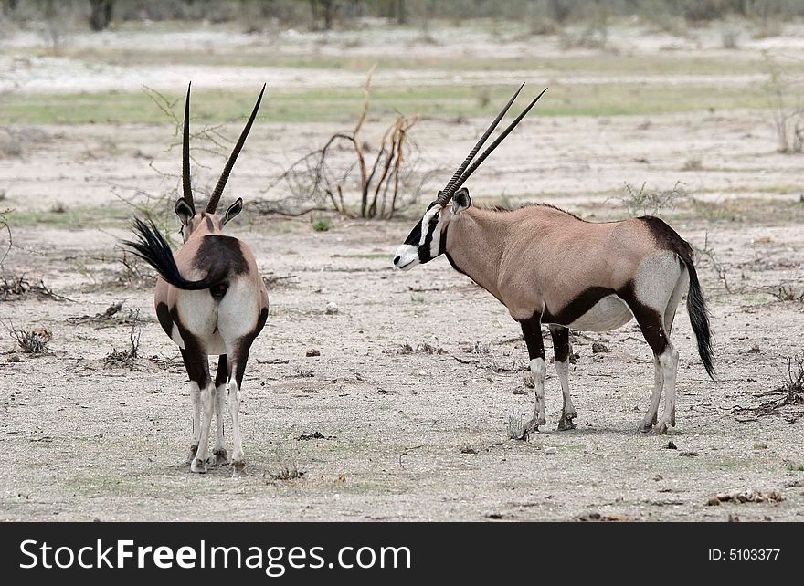 Two Oryx antelopes in the African bushland. Namibia