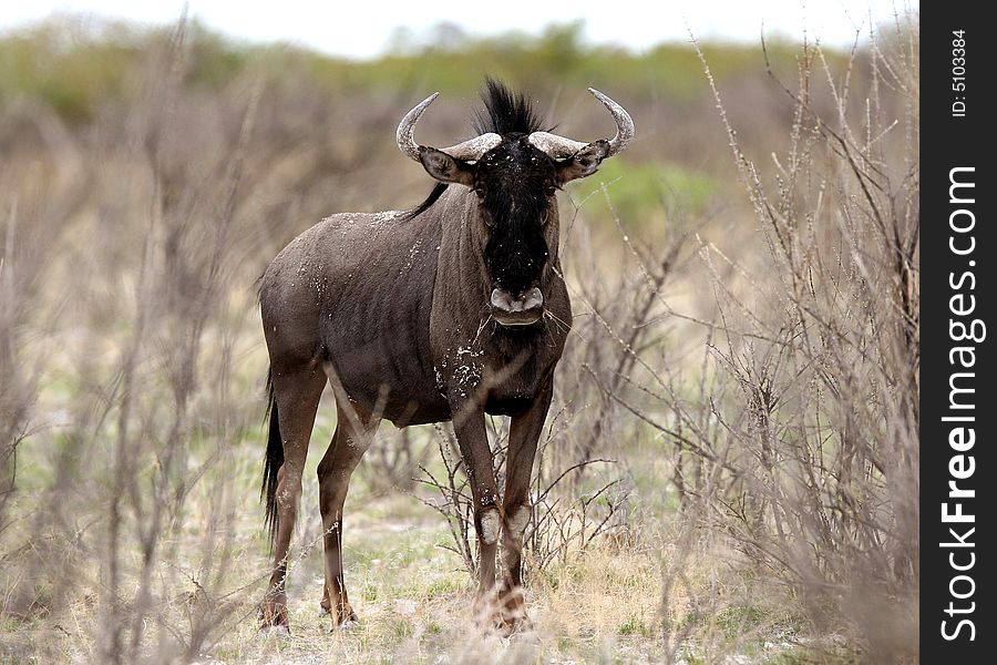 Wildebeest curiously looking