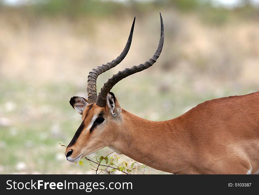 Close shot of a Springbok antelope (Antidorcas marsupialis). Etosha national park. Namibia.