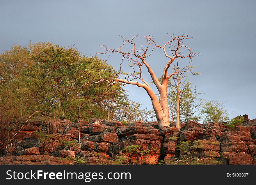 Feature land with typical vegetation in sunset colors. Etosha national park. Namibia. Feature land with typical vegetation in sunset colors. Etosha national park. Namibia.