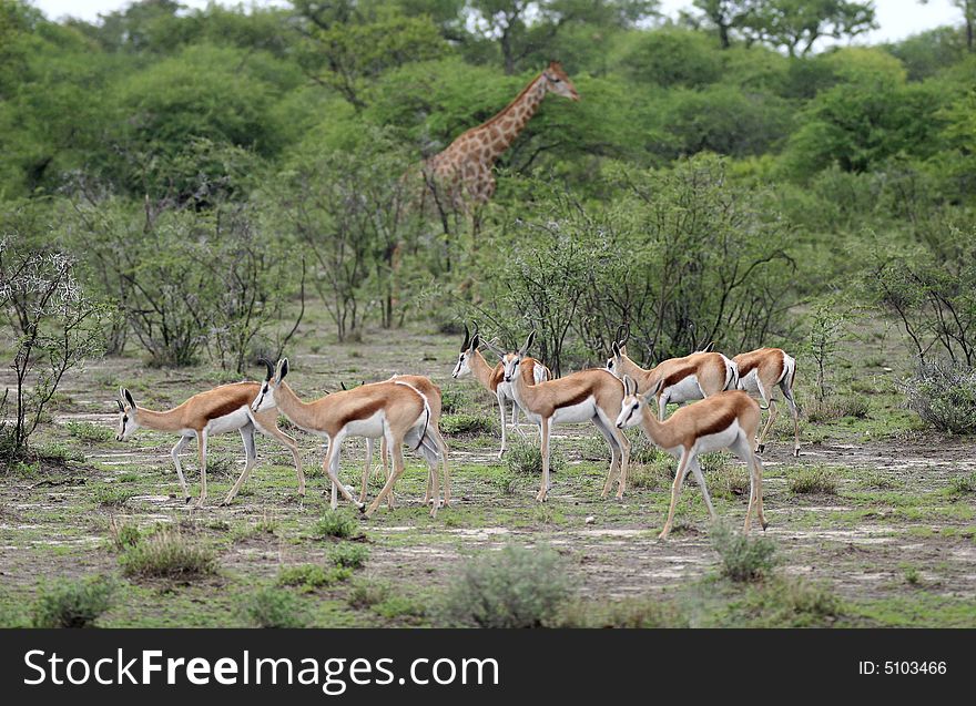 Cute Springbok antelopes (Antidorcas marsupialis) with giraffe in background. Etosha national park. Namibia. Cute Springbok antelopes (Antidorcas marsupialis) with giraffe in background. Etosha national park. Namibia.