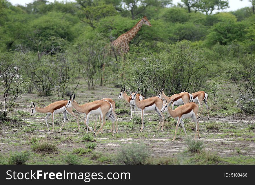 Springbok antelopes against giraffe