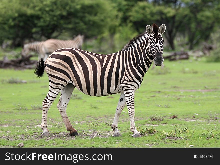 Zebra looking at camera