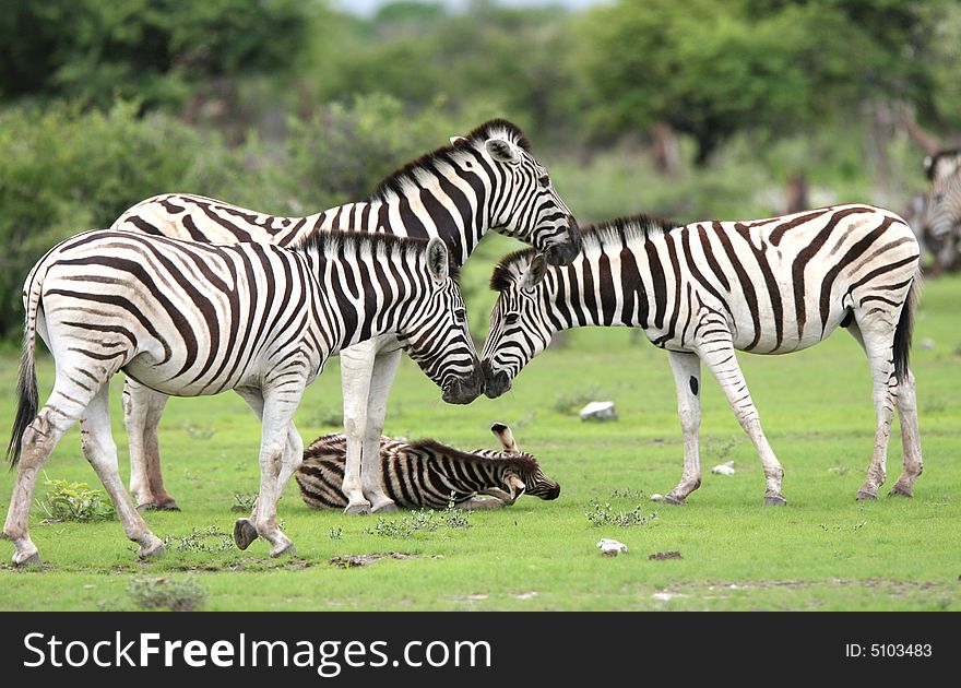 Herd Burchell's zebras in a grassland. Etosha National Park. Namibia