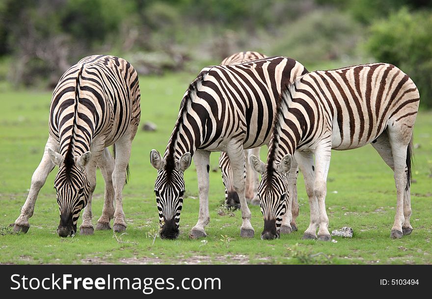 Herd Burchell's zebras feeding with grass. Etosha National Park. Namibia