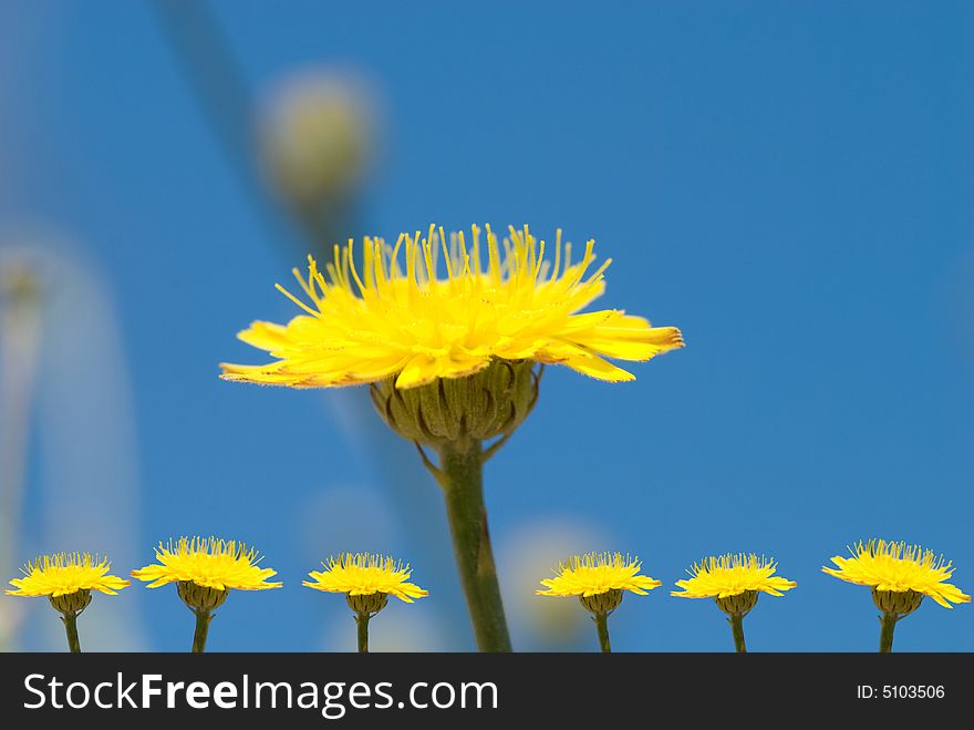 Yellow Flowers