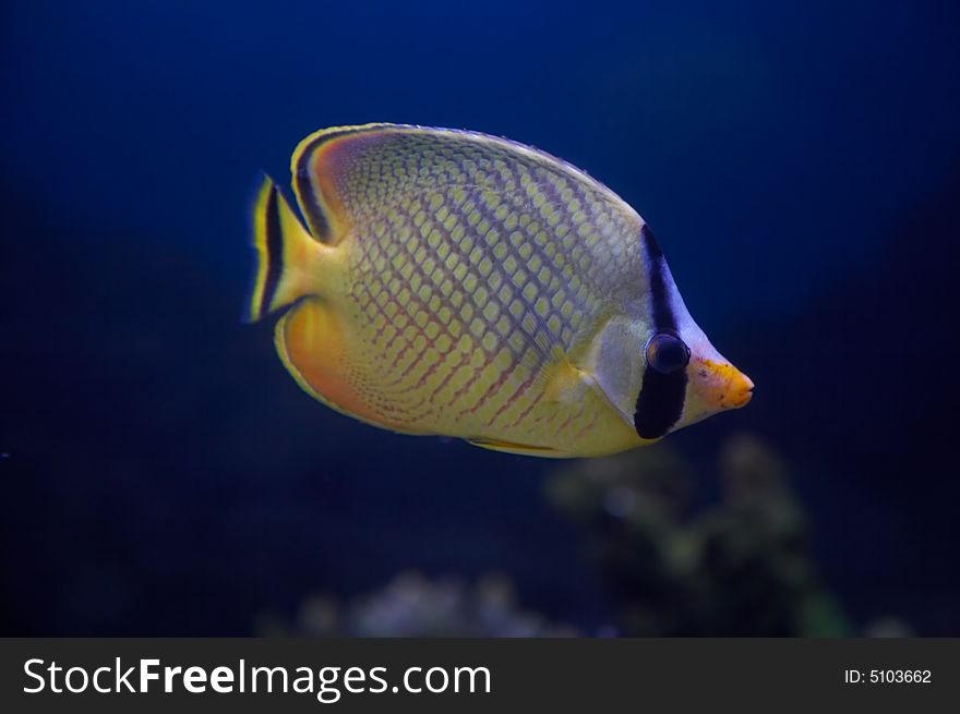The Latticed Butterflyfish, also known as Raffle's Butterflyfish (Chaetodon rafflesi). The Latticed Butterflyfish, also known as Raffle's Butterflyfish (Chaetodon rafflesi).