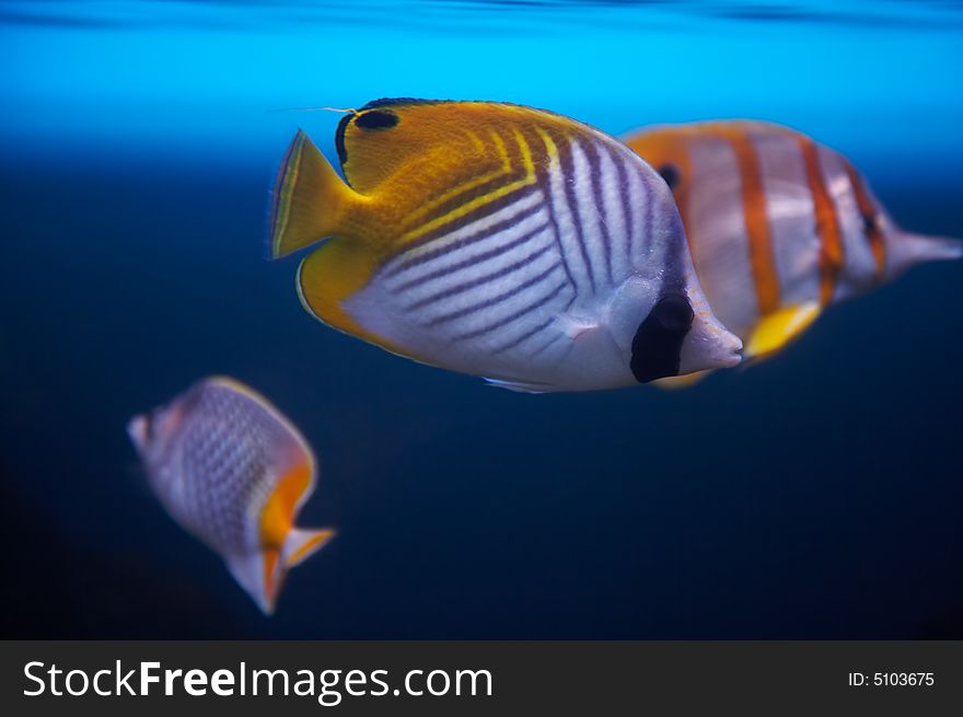 Rainbow of small fishes. Sea fishes. Rainbow of small fishes. Sea fishes.