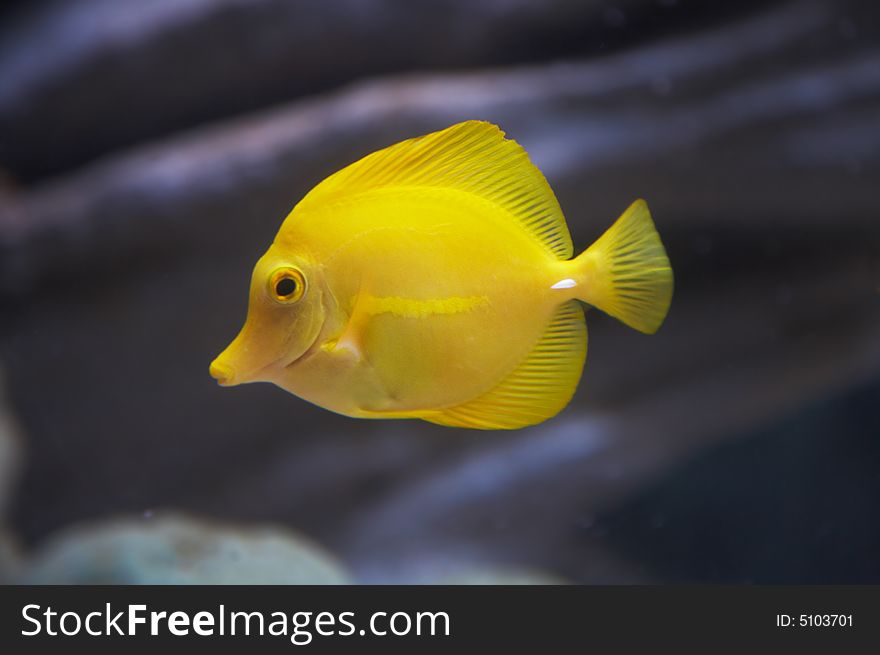 Yellow Tang, Zebrasoma flavescens, Yellow Sailfin Surgeonfish. Yellow Tang, Zebrasoma flavescens, Yellow Sailfin Surgeonfish.