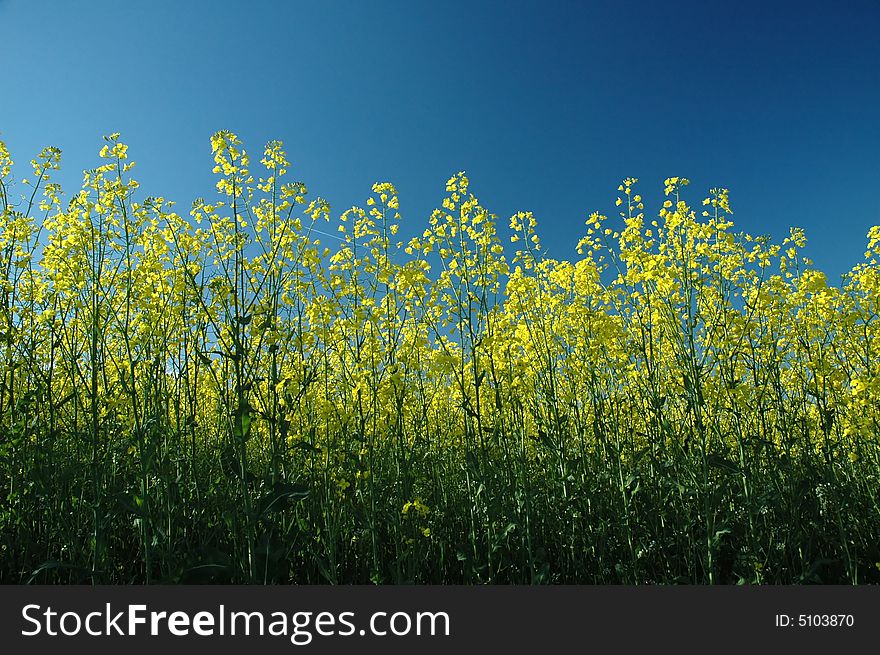 Photo of colza flowers on sunny day. Photo of colza flowers on sunny day