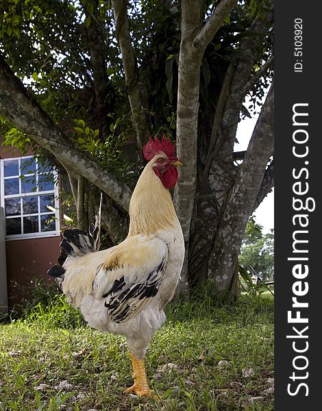 Rooster posing in front of farm house in Florida