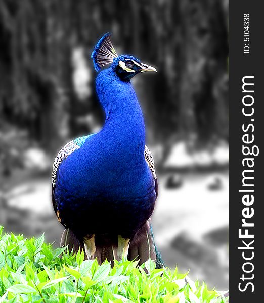 Peacock