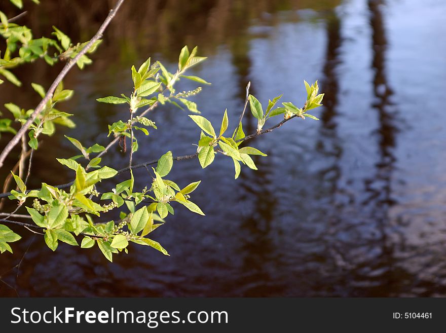 Fresh green branch under the water of a small forest river