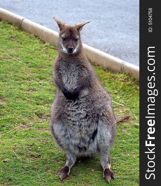 Beautiful young female wallaby in captivity (endangered species) stood upright on grass