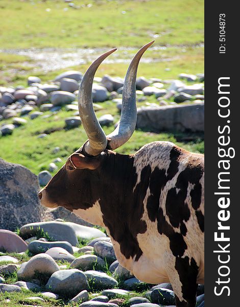 Profile of brahma bull with long horns taken at the Phoenix Zoo in Arizona. Profile of brahma bull with long horns taken at the Phoenix Zoo in Arizona