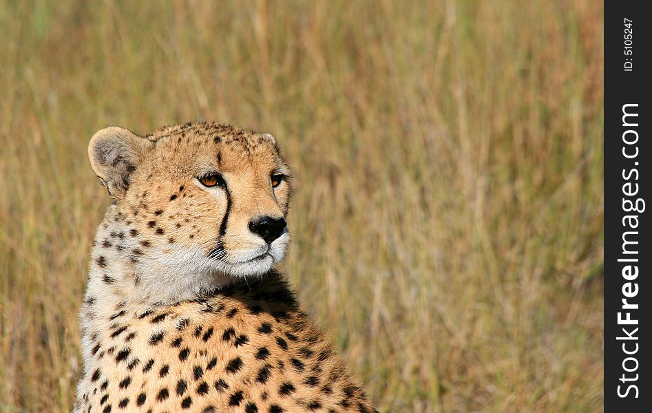 I took this photo on my trip to Kenya Masai Mara.

File name
          Cheetah.jpg
Camera Model Name
          Canon EOS 30D
Shooting Date/Time
          10/9/2007 06:10:06
Tv(Shutter Speed)
          1/800Sec.
Av(Aperture Value)
          F10
Metering Modes
          Split metering
Exposure Compensation
          0
ISO Speed
          320
Lens
          -
Focal Length
          300.0 mm
