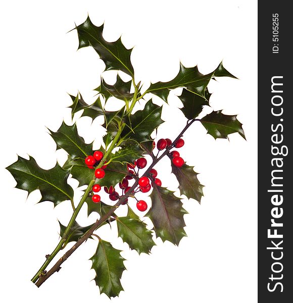 Two branches of real holly, with red berries, isolated on a white background. Two branches of real holly, with red berries, isolated on a white background