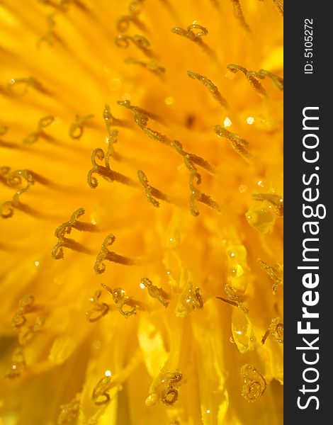 Amazing Close-up of Yellow Dandelion (Zoom 2x)