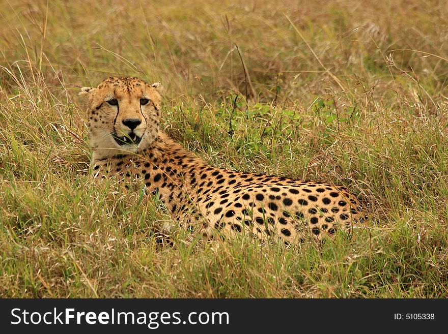 I took this photo on my trip to Kenya Masai Mara.

Camera Model Name
          Canon EOS 30D
Shooting Date/Time
          10/8/2007 09:40:47
Tv(Shutter Speed)
          1/640Sec.
Av(Aperture Value)
          F9.0
Metering Modes
          Split metering
Exposure Compensation
          -1/3
ISO Speed
          200
Lens
          -
Focal Length
          300.0 mm. I took this photo on my trip to Kenya Masai Mara.

Camera Model Name
          Canon EOS 30D
Shooting Date/Time
          10/8/2007 09:40:47
Tv(Shutter Speed)
          1/640Sec.
Av(Aperture Value)
          F9.0
Metering Modes
          Split metering
Exposure Compensation
          -1/3
ISO Speed
          200
Lens
          -
Focal Length
          300.0 mm