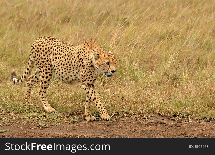 I took this photo on my trip to Kenya Masai Mara. Tv(Shutter Speed) 1/500Sec. Av(Aperture Value) F8.0 Metering Modes Split metering Exposure Compensation -1/3 ISO Speed 200 Lens - Focal Length 300.0 mm. I took this photo on my trip to Kenya Masai Mara. Tv(Shutter Speed) 1/500Sec. Av(Aperture Value) F8.0 Metering Modes Split metering Exposure Compensation -1/3 ISO Speed 200 Lens - Focal Length 300.0 mm