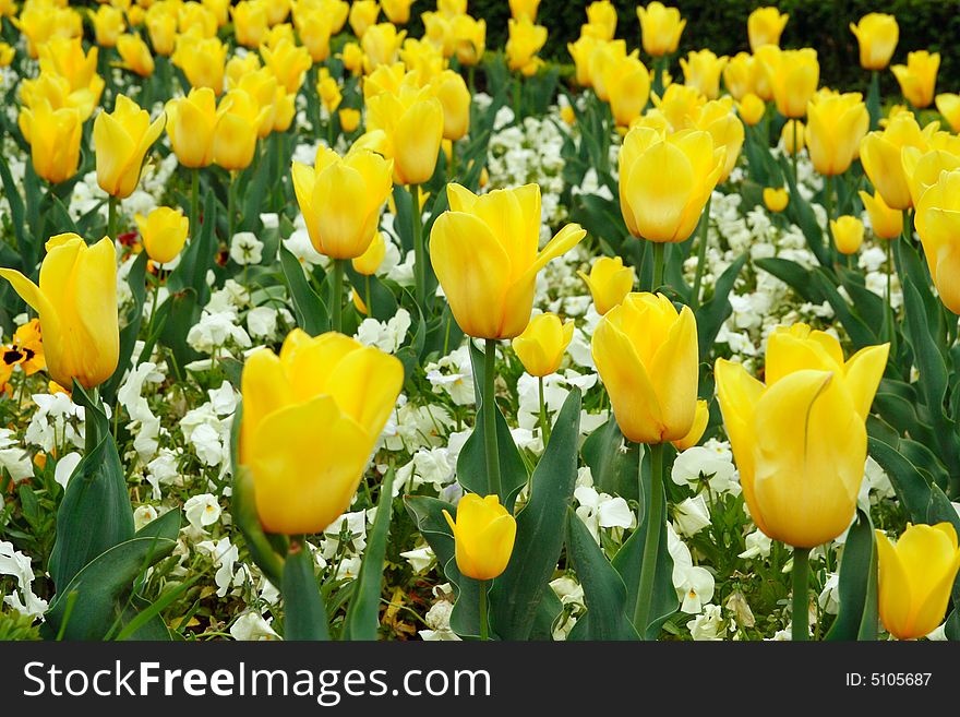 Yellow tulips closeup in the garden