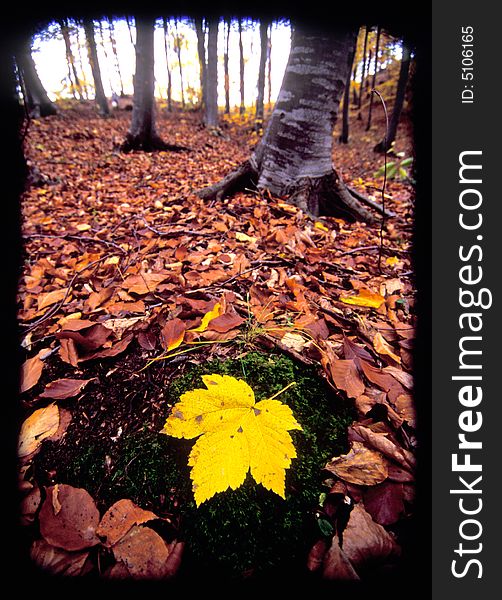 A closeup view of autumn leaves in a forest with focus on a large yellow leaf in the foreground.  Black border around image. A closeup view of autumn leaves in a forest with focus on a large yellow leaf in the foreground.  Black border around image.