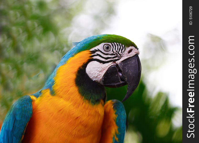 This shot of the Blue and Gold Macaw was taken at the Parrot Paradise exhibit at the Jurong Bird Park in Singapore, which is among the largest in the world. Many species of parrots have become extinct or are in danger of doing so. This is the reason why special provisions have been made to encourage the breeding of parrots in captivity at the Parrot Paradise. So far, the Park has successfully bred 60 different species of the parrots in its collection.