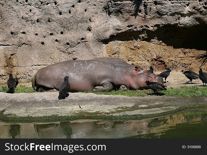 Hippo and Birds