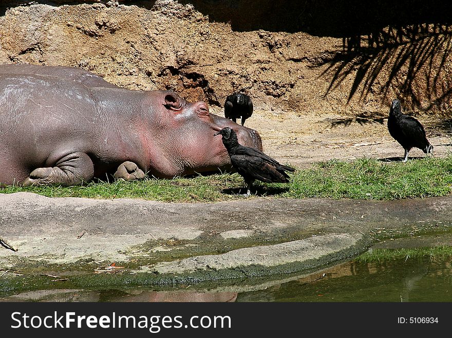 A hippo was lying on the ground and surrounded by a group of birds.