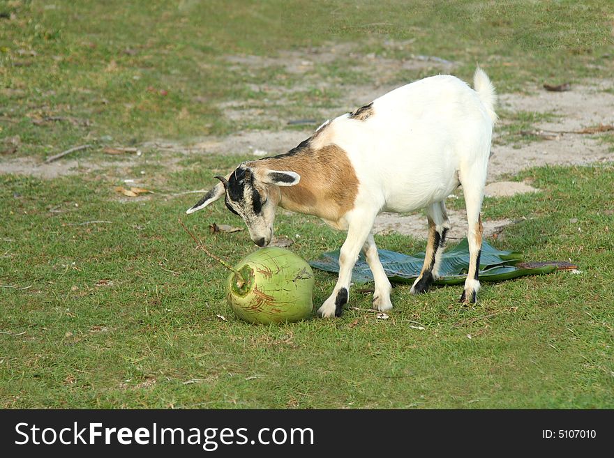 Billy Goat on Bohol Island in the Philipinnes