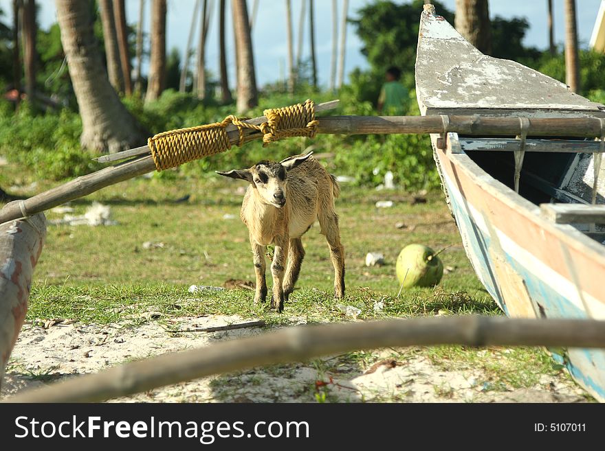 Billy Goat beside fishing boat in Bohol, Philipinnes