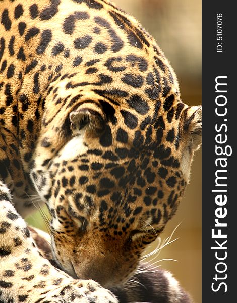 A photo of a male jaguar (Panthera onca)