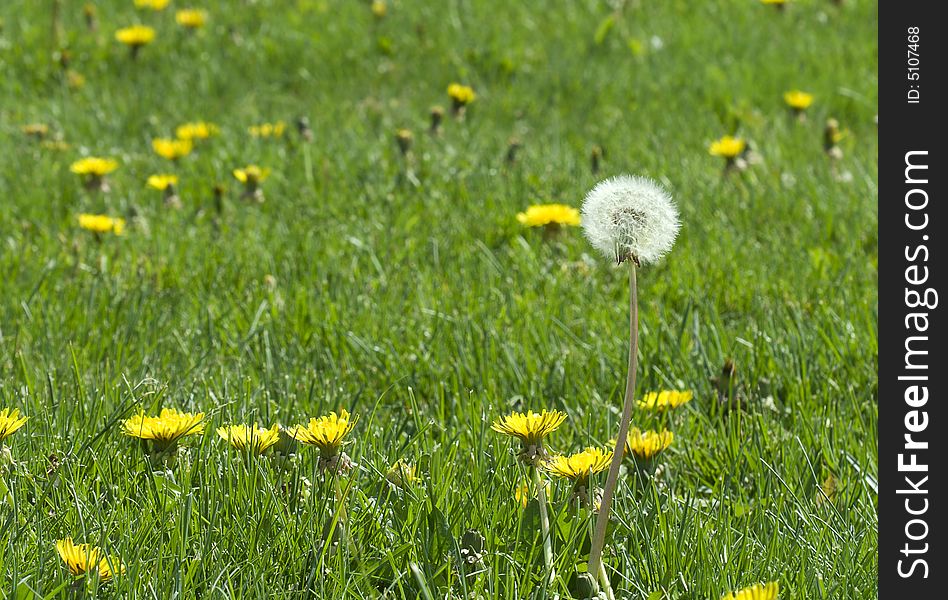 One white dandelion on field of yellow. One white dandelion on field of yellow