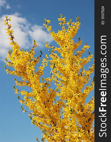 Yellow flowers on background  blue sky