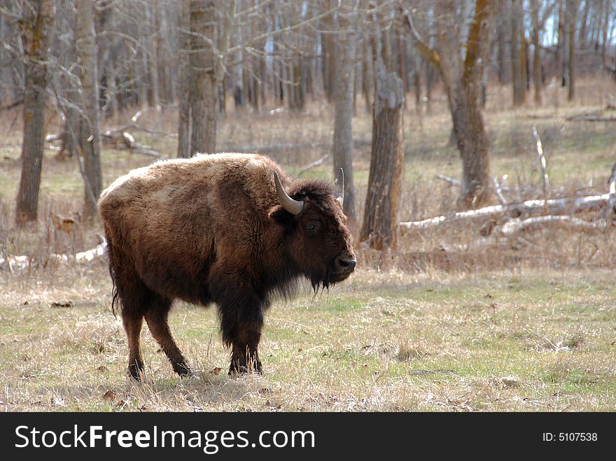 A bison on the meadow in Elk Island National Park