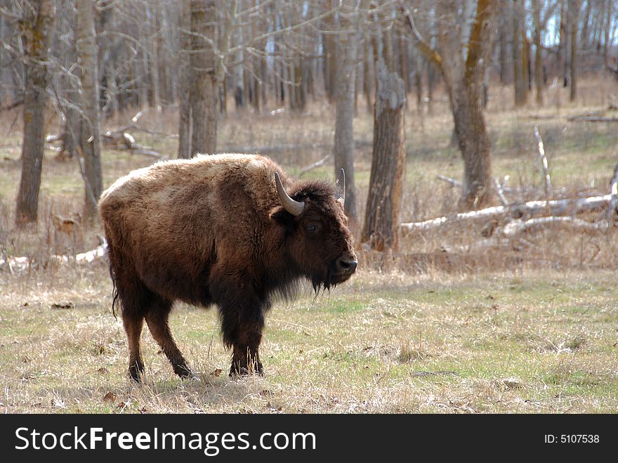 Bison