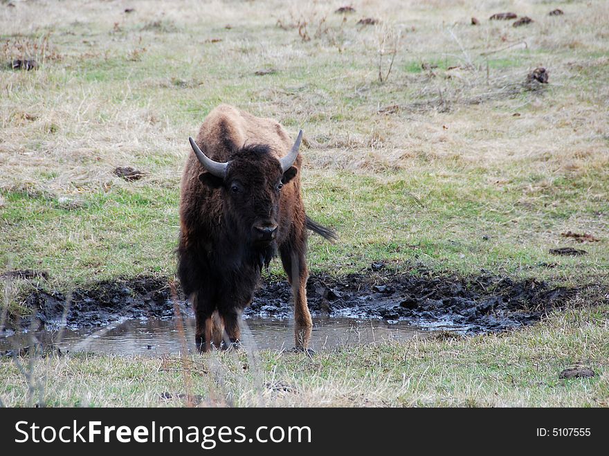 A bison on the meadow in Elk Island National Park