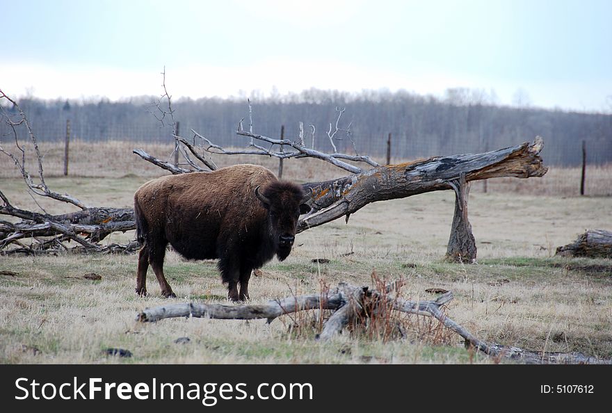 A bison on the meadow in Elk Island National Park
