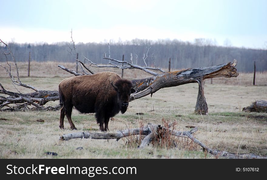 Bison