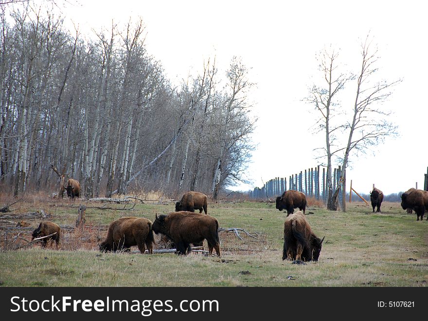 Bison herd eating grass on the meadow