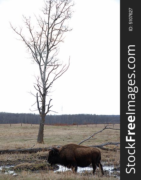 A bison on the meadow in Elk Island National Park