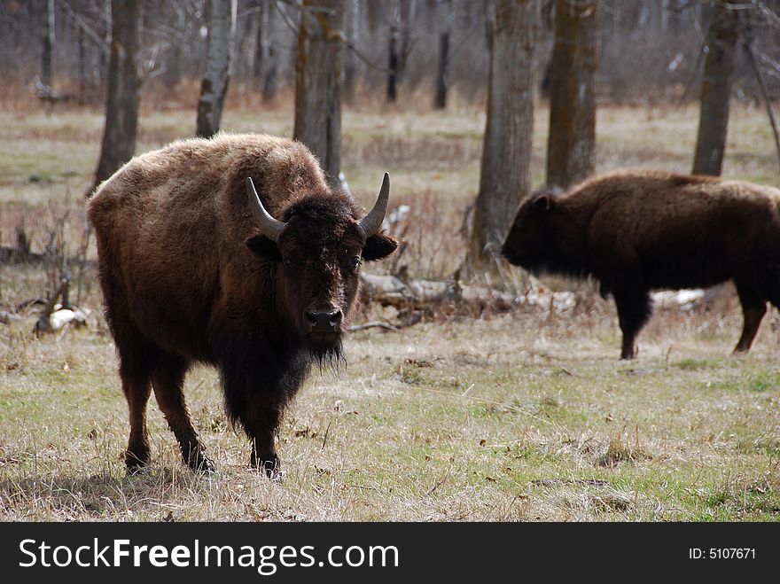 Bison Herd